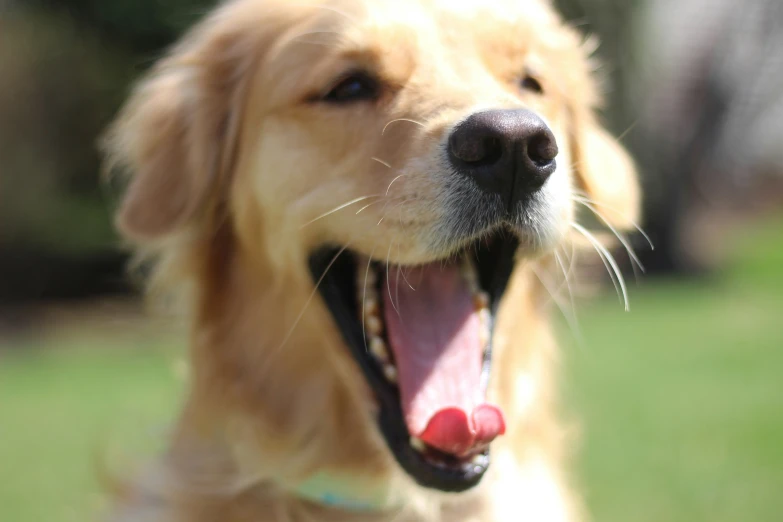 a close up of a dog smiling and sticking its tongue out