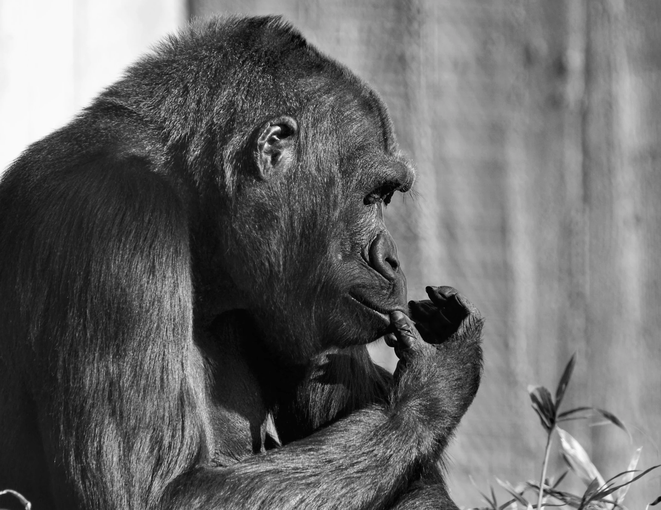 a monkey sitting on top of a table eating soing