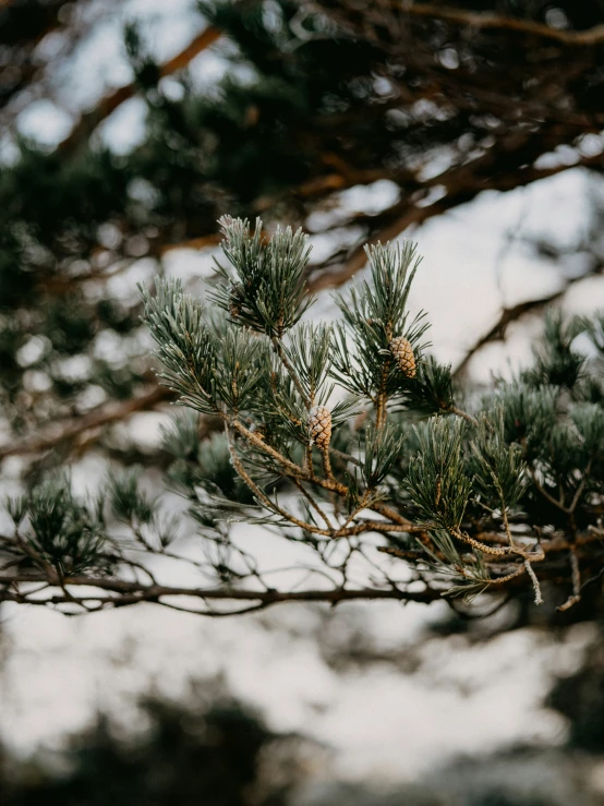 closeup of pine needles and pine cones on a tree