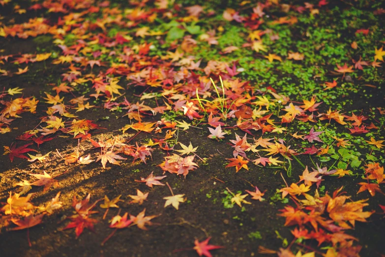 a leaf covered grassy area with an orange, yellow and red maple tree