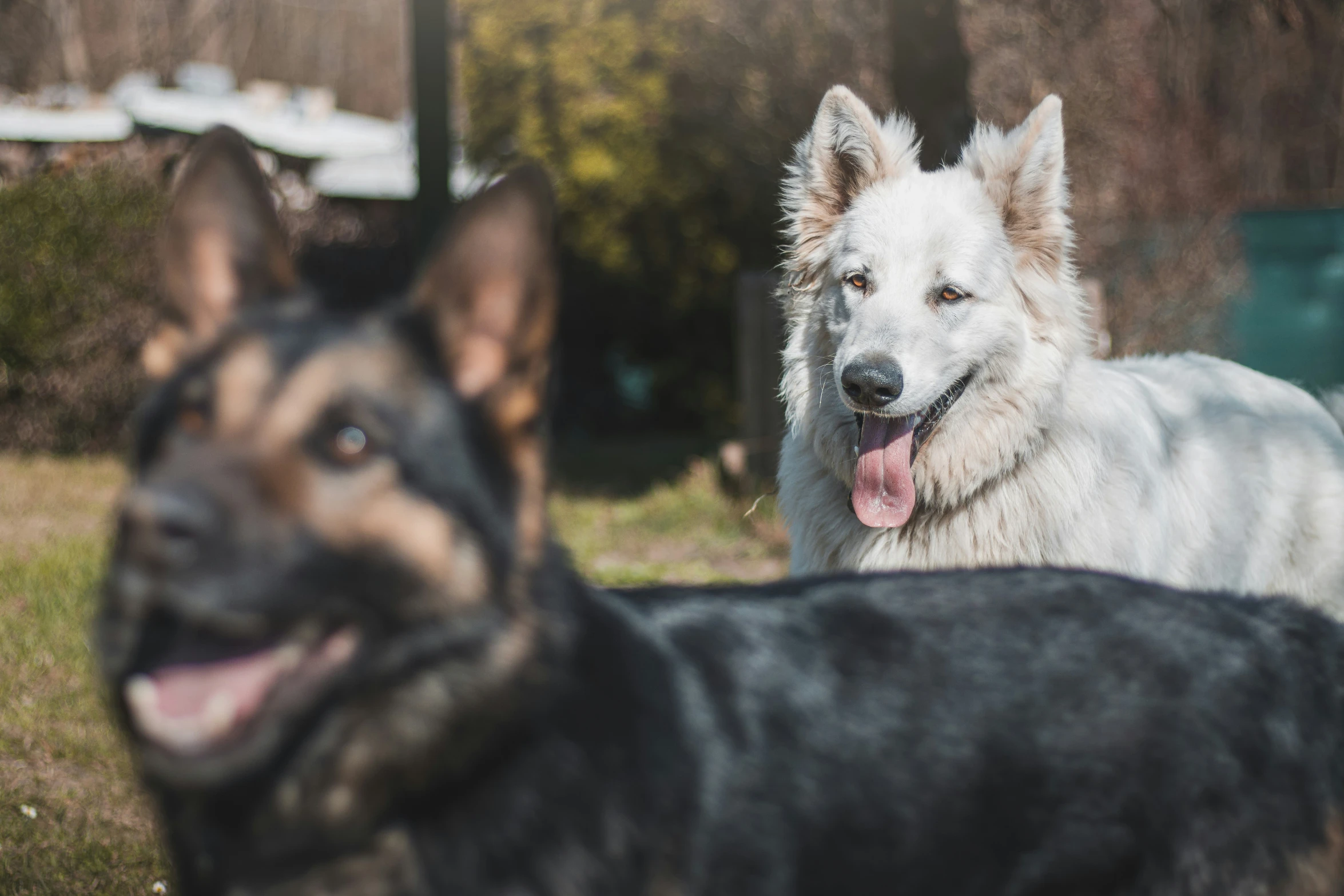 two dogs standing next to each other in the grass