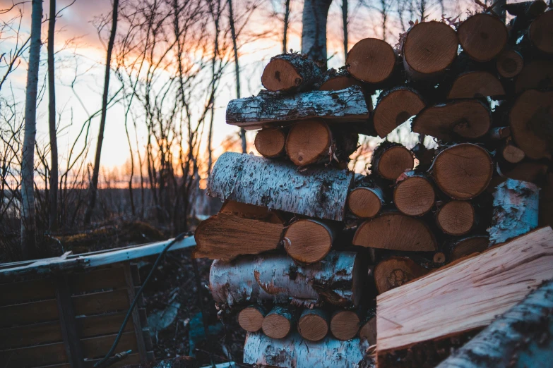 logs are stacked up next to a fence in the woods