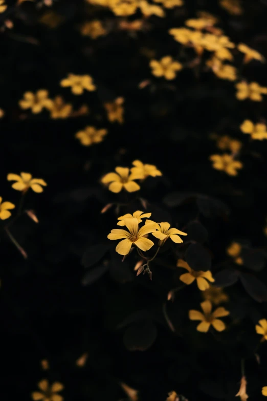 a bush with leaves and yellow flowers in the dark