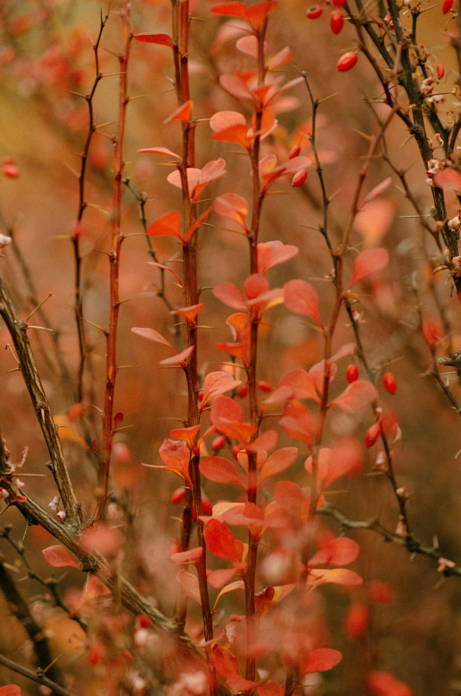 a nch in the woods with small red flowers