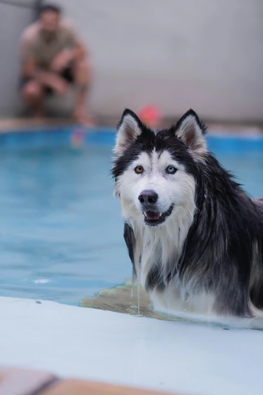 a black and white dog is in the pool near the guy