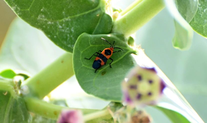 the insect is resting on the green leaf