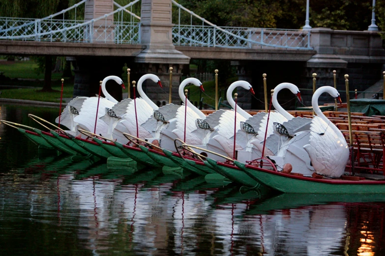 swans lined up in row boats on a river