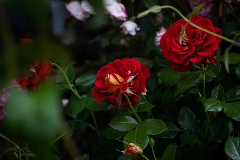roses growing in a garden with greenery around