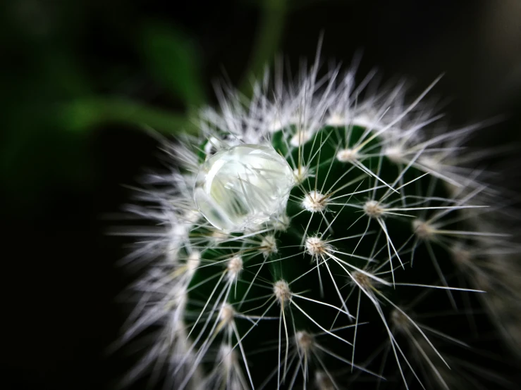 there is a white flower that is growing on the ground