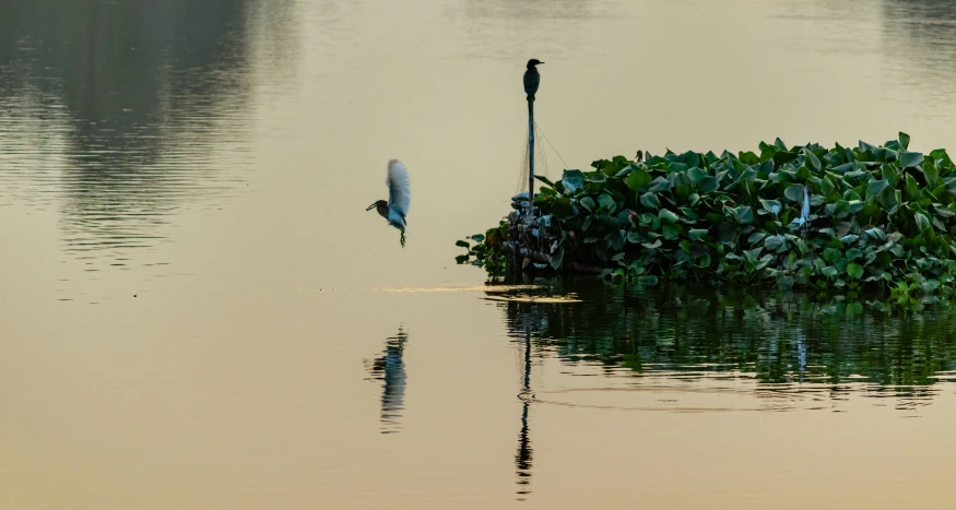 a heron standing on the edge of a body of water