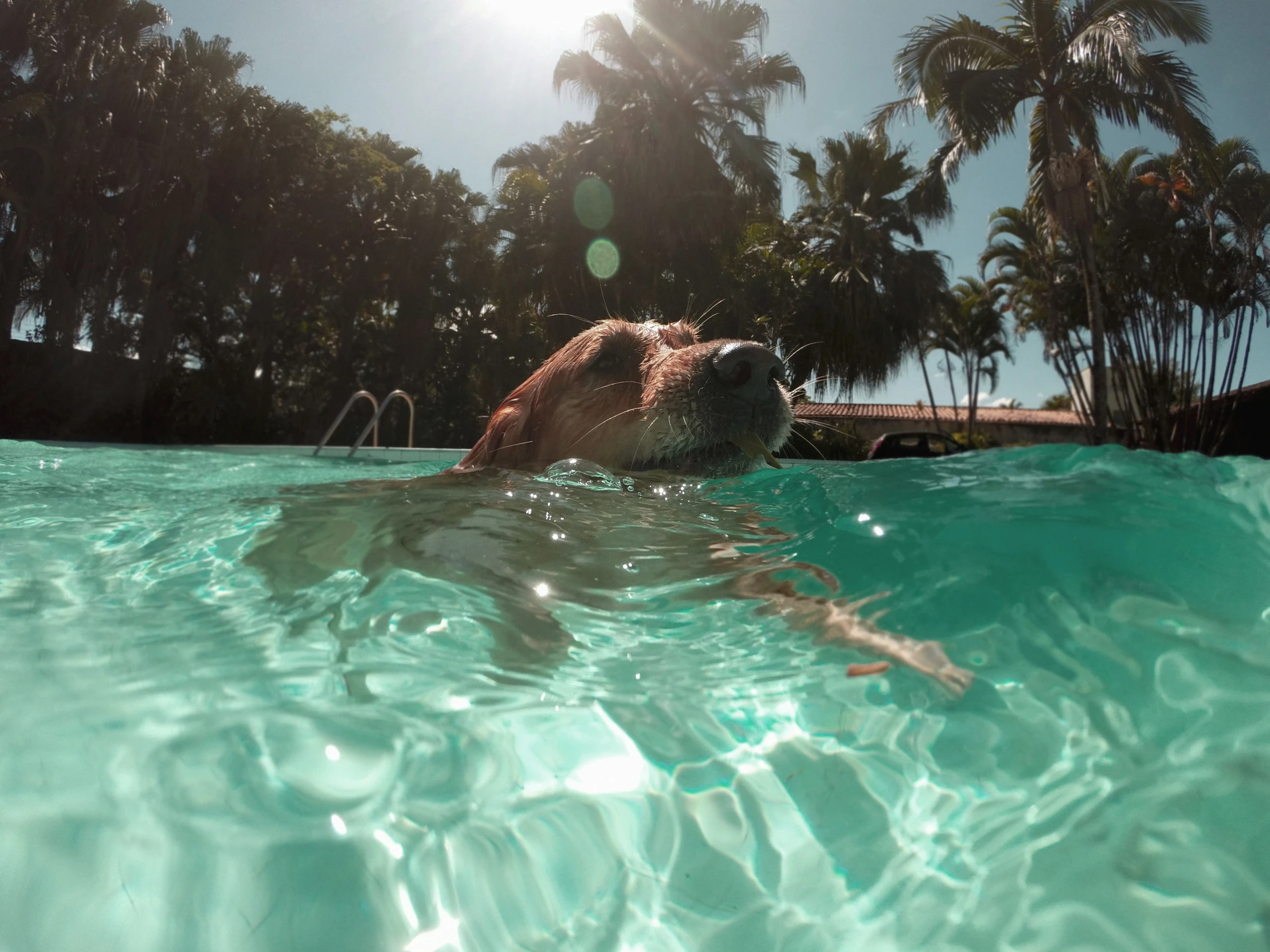 a dog sitting on top of a swimming board