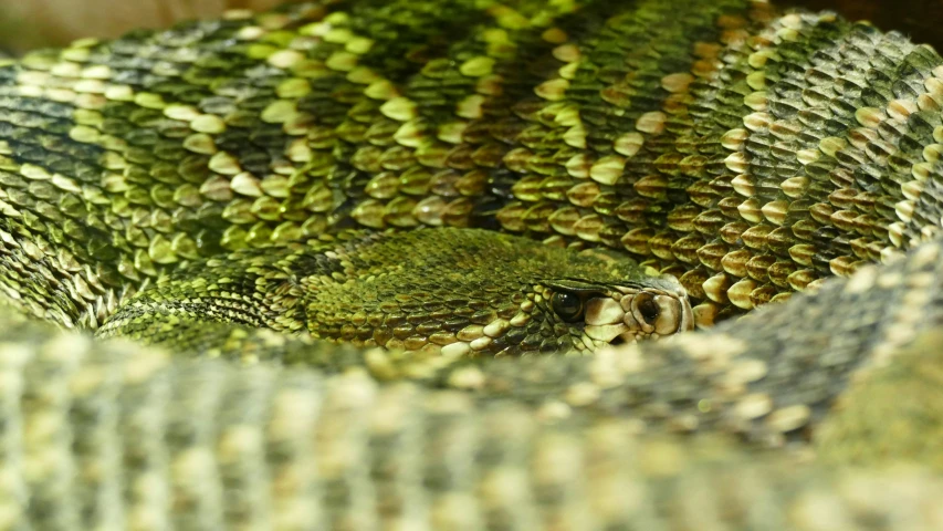 closeup of lizards skin with green and white colors