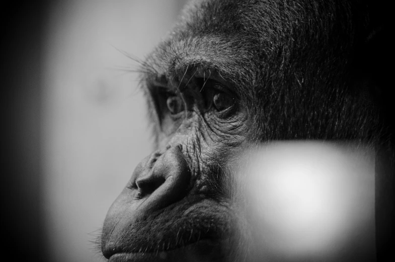 black and white po of a chimpan from the neck down