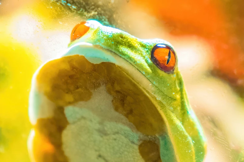 a frog looking through a glass window