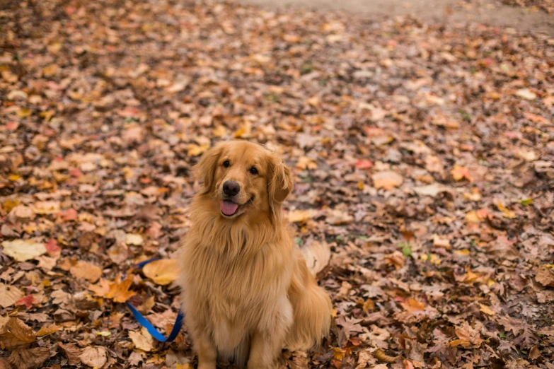 a gy dog sits in the leaves, and looks up