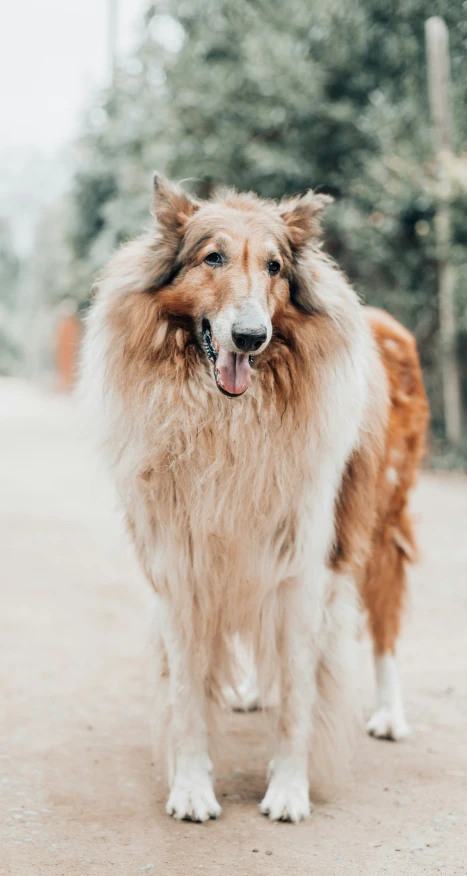 a gy, white dog standing on a dirt road