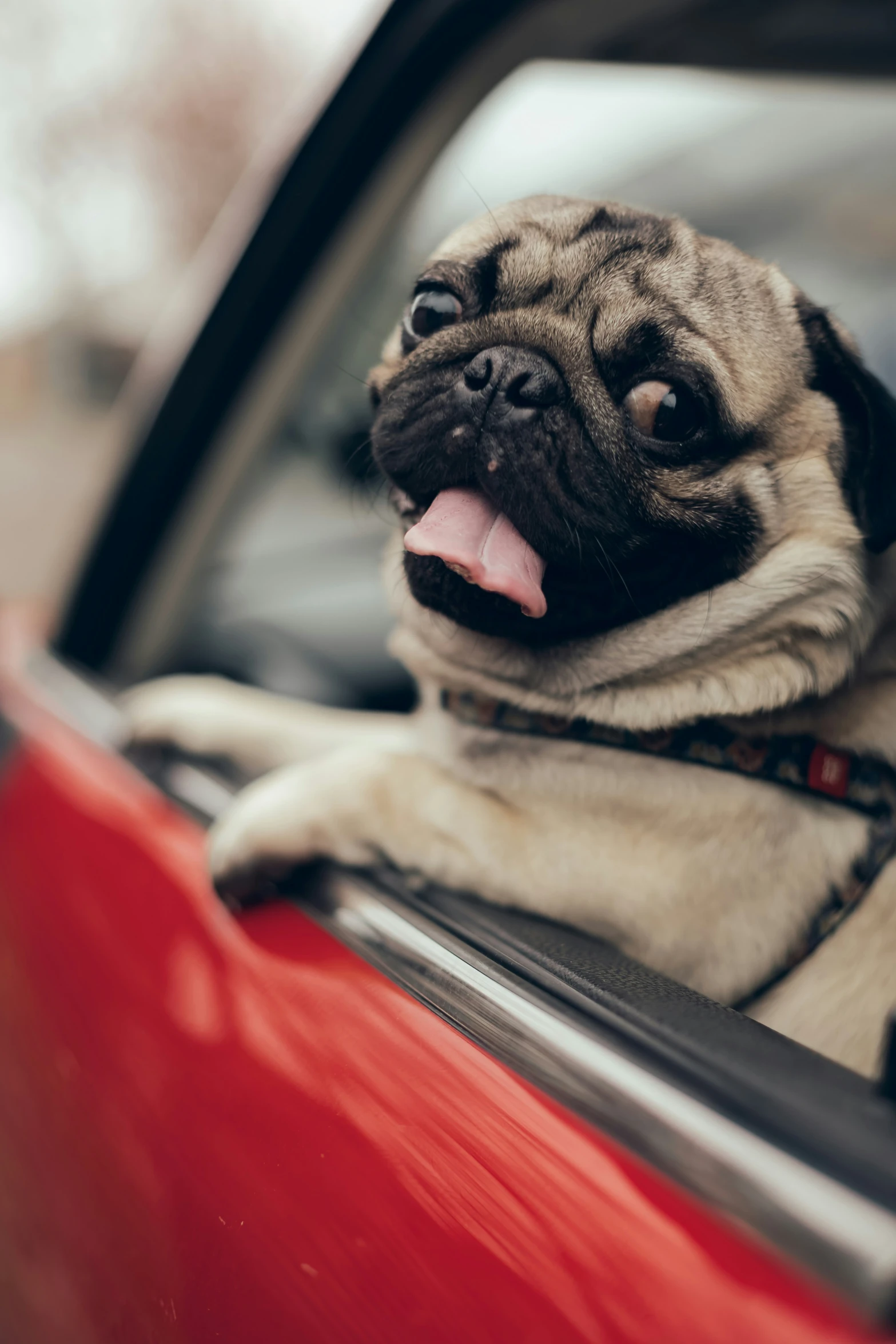 a dog sticking his head out the side window of a car