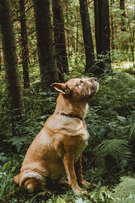 an image of a dog sitting in the woods