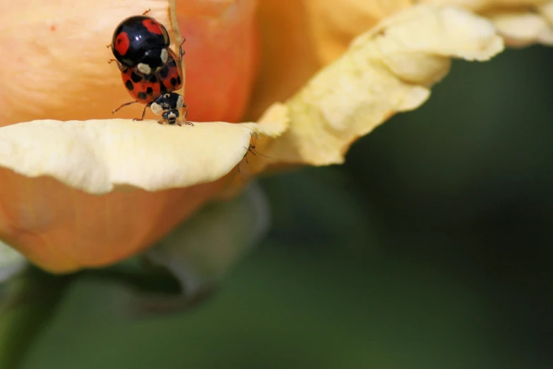 a red and black lady beetle on a yellow flower