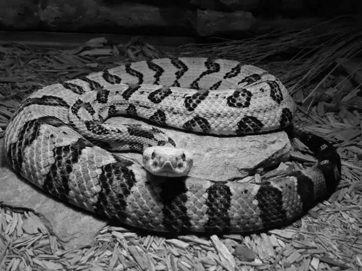 a close up of a snake on ground