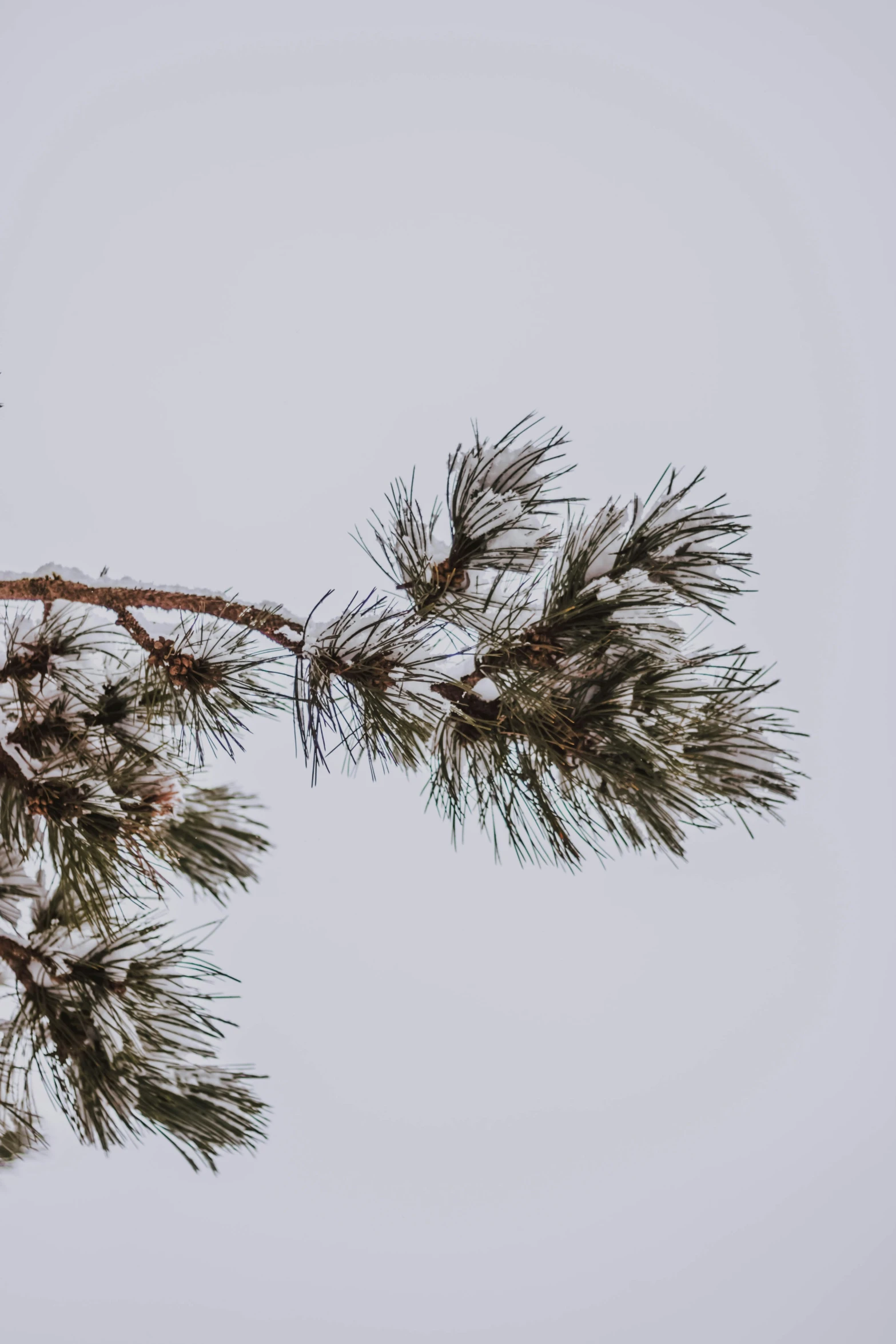 pine needles hang down from a tree nch