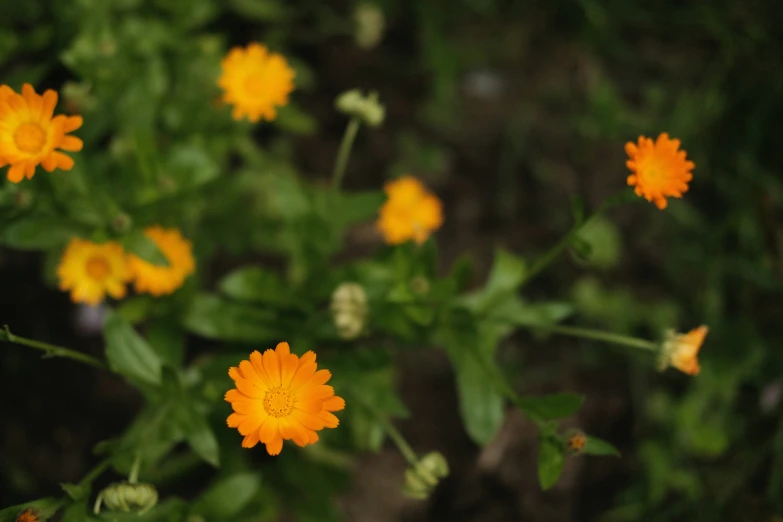 a close up of many small yellow flowers