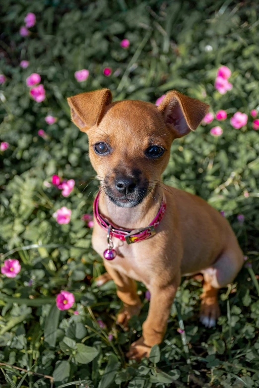 a brown dog wearing a red collar standing in a field of flowers