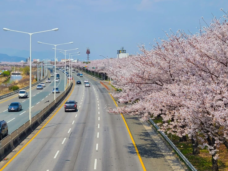 a large highway has cars and blossoming trees lining it