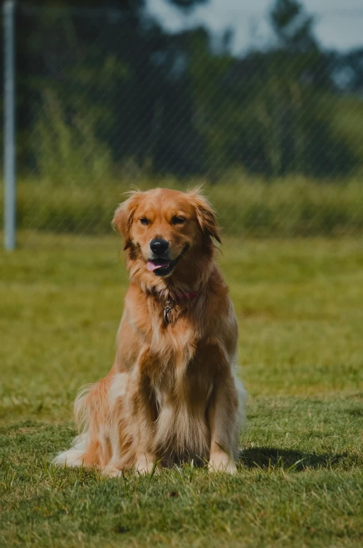 a red fluffy dog is sitting in the grass