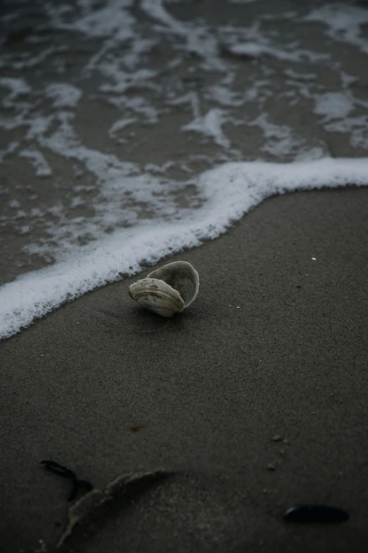 shells are laying in the sand next to the waves