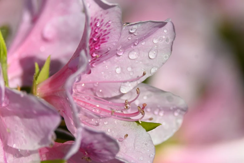 pink flowers with water droplets in the middle