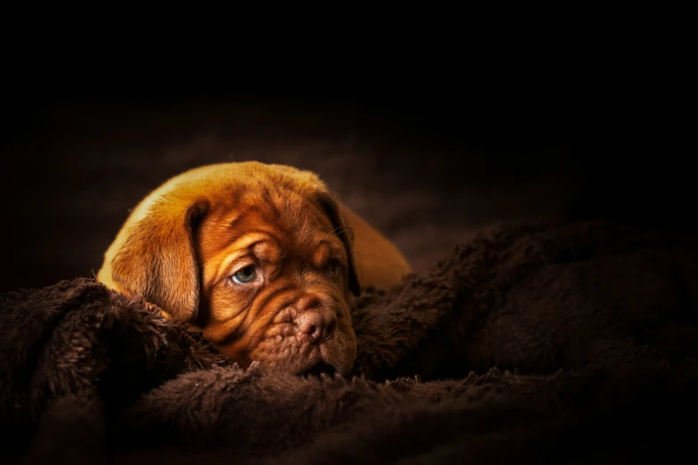 there is a close up view of a dog on its back