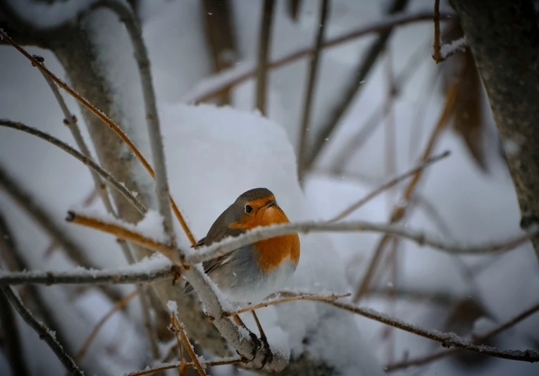 small red and grey bird perched on tree nch in snow