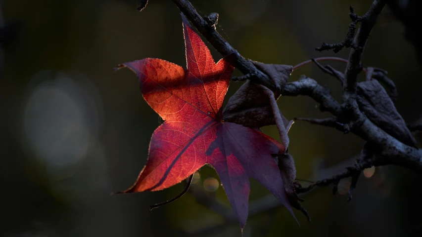 a leaf that is on a twig near some nches