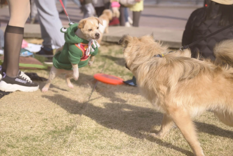 two dogs with vests on and leashes walking in a park