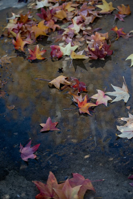 a rusted plate covered in leaf litter