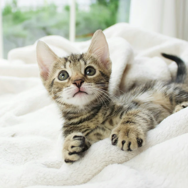 a kitten laying on top of a white blanket