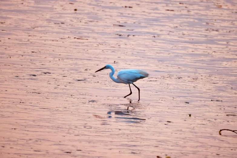 a blue bird with long legs standing in the shallow water