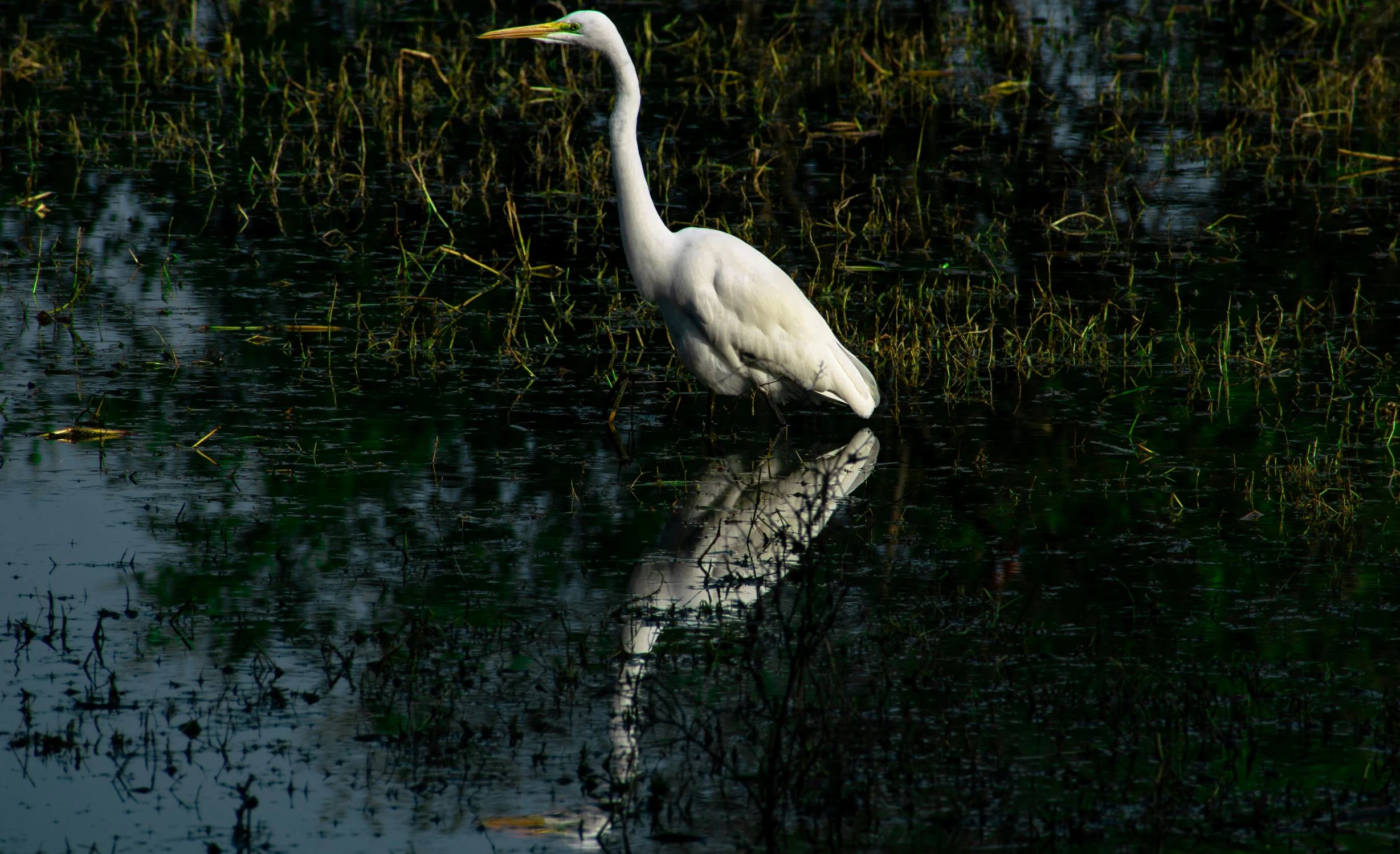 a large white bird floating on top of water