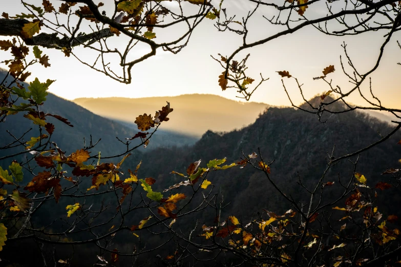 leaves cover trees and mountains are pictured in the distance