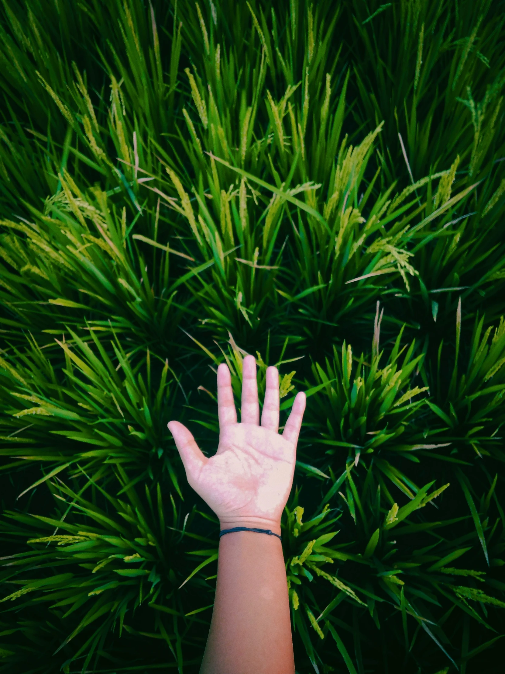 someone is touching grass and touching their hand