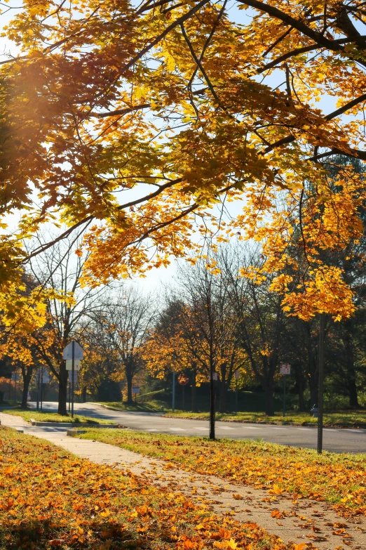 a leaf covered grassy area with many trees in the background