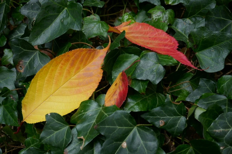 two leaves are turning to red and yellow in the foliage