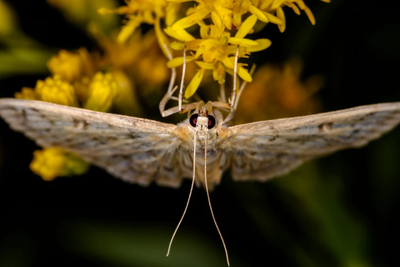 a close up of a moth with yellow flowers in the background