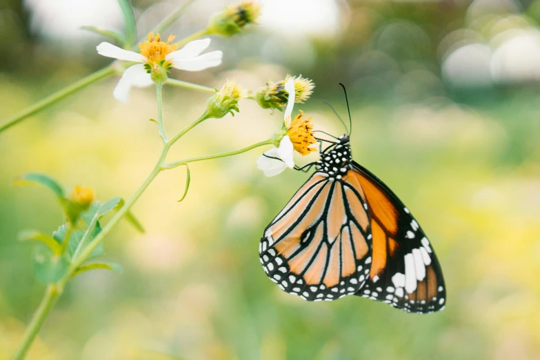 a erfly with wings open sitting on some flowers