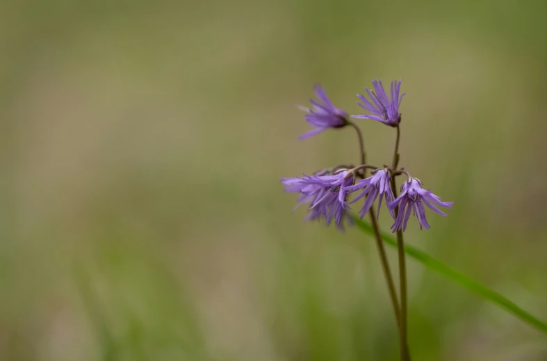 some purple flowers on a green and gray background