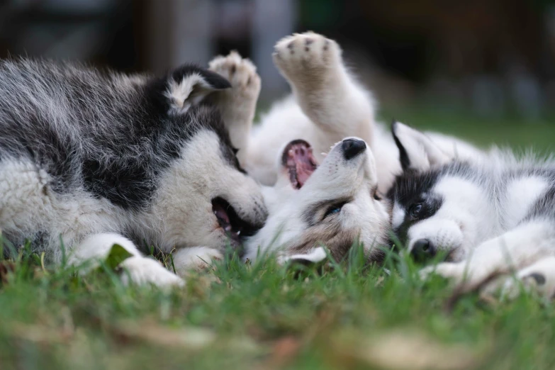 two husky puppies play together on the grass