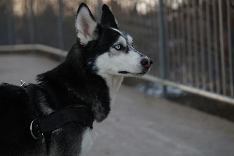 a husky looks to the left while standing next to a fence