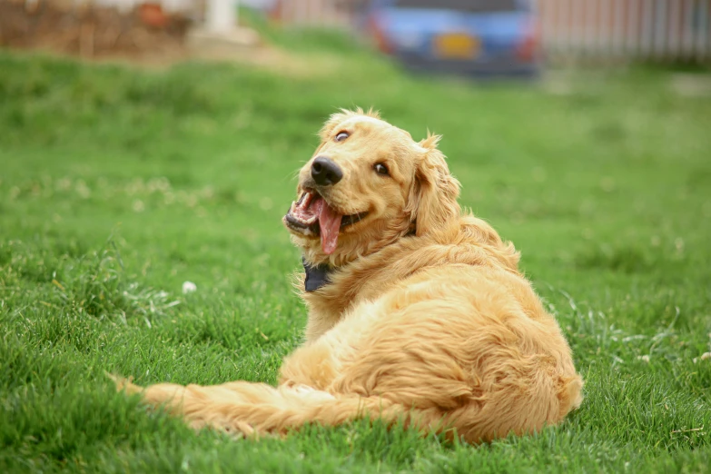 a golden retriever panting while lying down on grass