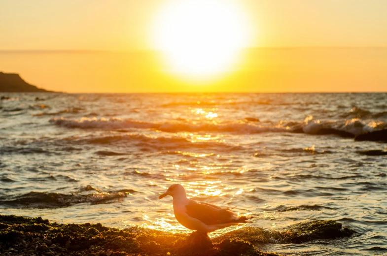 two birds standing on top of a small rock next to the ocean